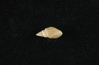 藏品(瘤蜷)的圖片